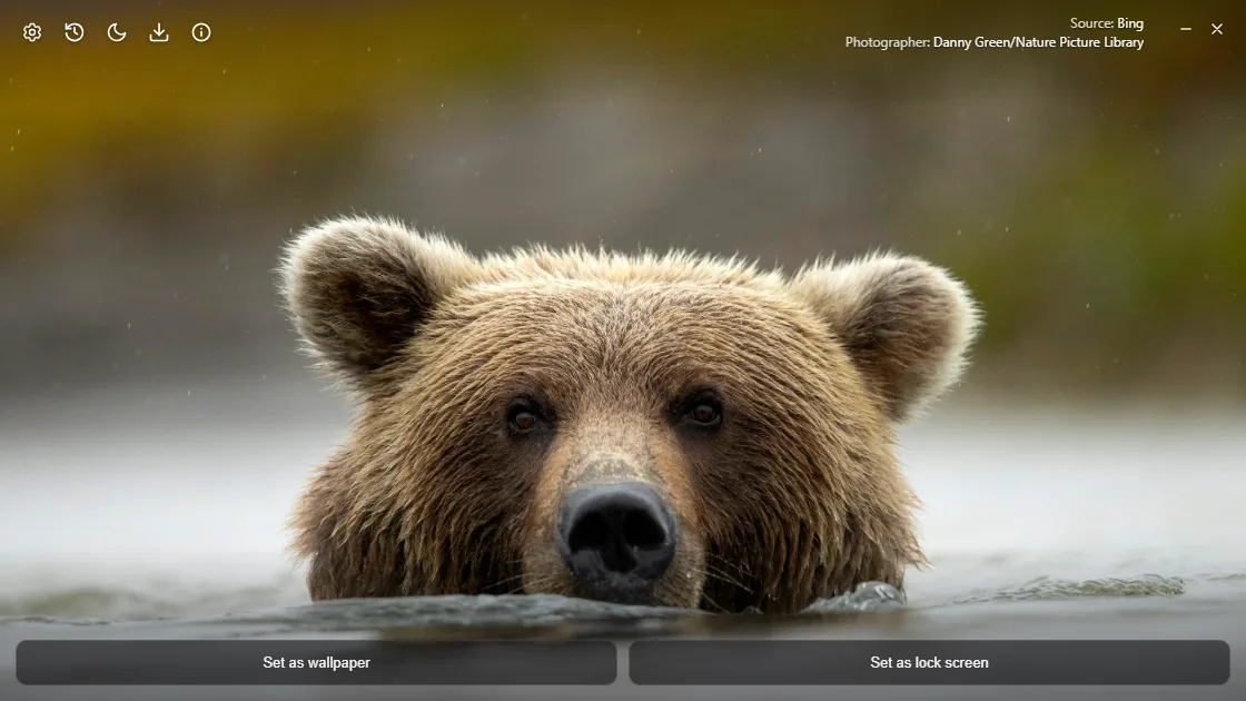 Wowl showing Bing’s picture of the day